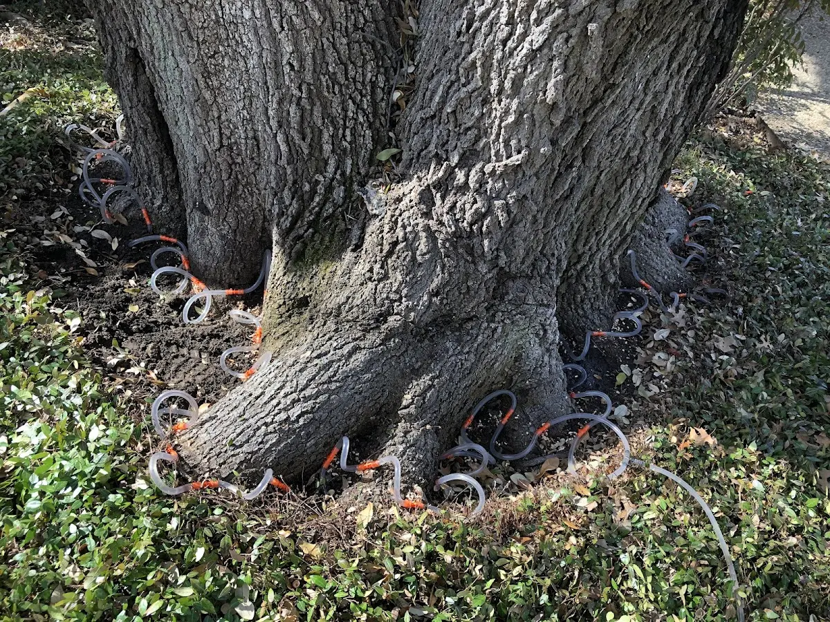 Detailed Tree Cabling and Bracing job site in Window Rock
