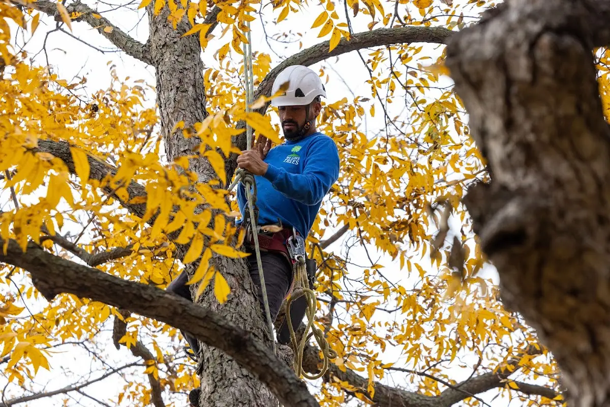 Skilled Tree Transplanting crew working in Window Rock