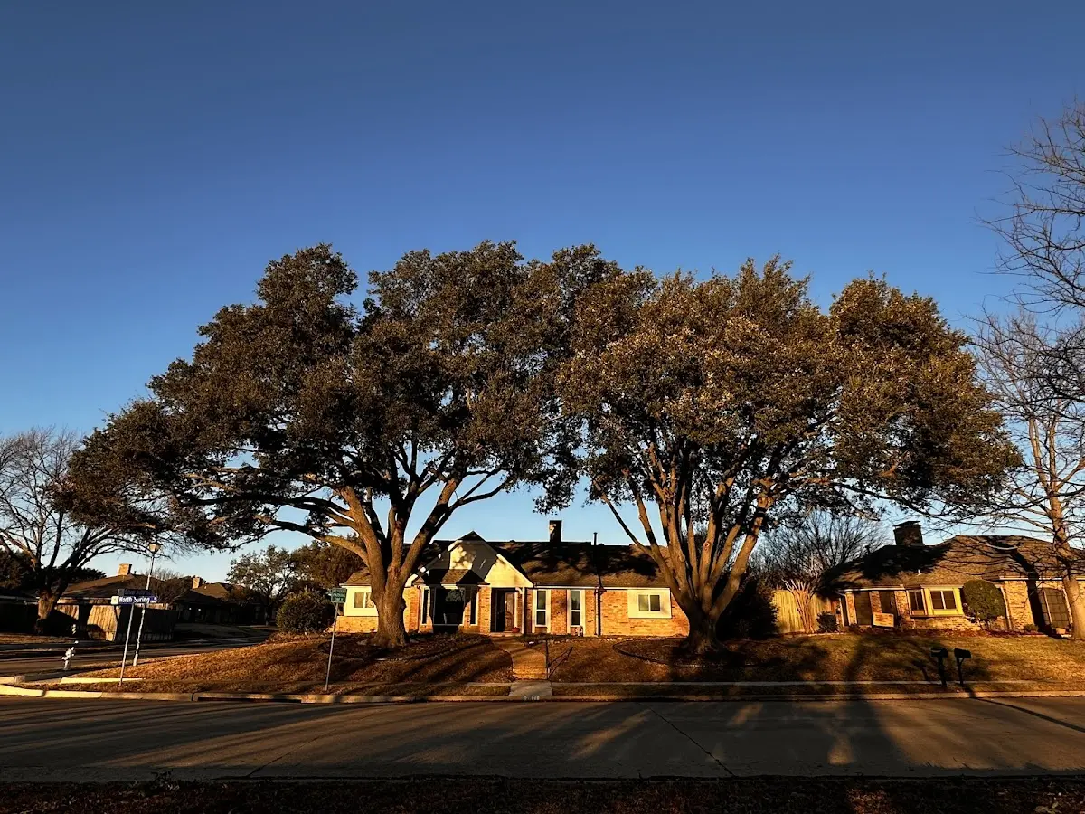 Established residential canopy tree shading a home in Window Rock